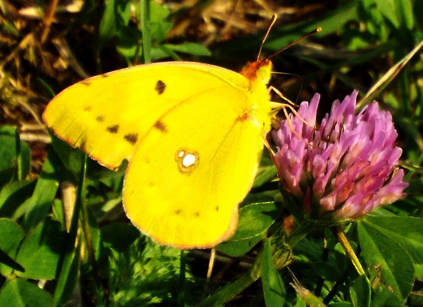 Colias crocea